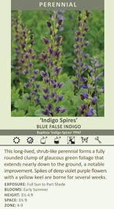 Image result for Indigofera subulata