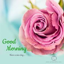 Good Morning Wishes Quotes Good Morning Flowers Pink Roses Good Morning Snoopy