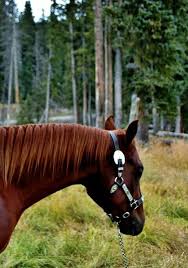 Hot Rod Quarter Horse Horses Animals