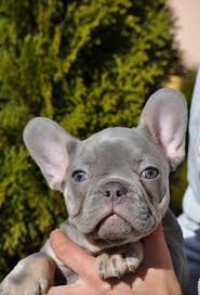 French bulldog puppies for sale in usa. Akc French Bulldog Puppies For Sale Paradis French Bulldogs Home Buy French Bulldog Puppies For Sale In Usa 240 345 0318