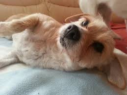 Weil sie einem hund einen nagel in den kopf geschlagen und ihn lebendig begraben haben, sind zwei männer in großbritannien zu jeweils vier monaten haft verurteilt worden. Hund Thema