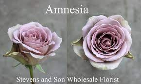 Check spelling or type a new query. Amnesia Photo Credit Allison Linder Amnesia Rose Rose Varieties Beautiful Rose Flowers