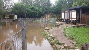 Jul 15, 2021 · leverkusen ist vom unwetter massiv betroffen. Wildpark Reuschenberg Teils Uberflutet Unwetter Richtet Auch In Leverkusen Schaden An Kolner Stadt Anzeiger