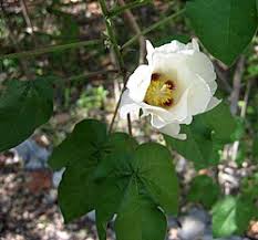Image result for Gossypium