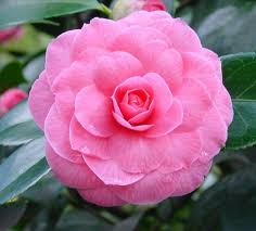 Butterfly bushes sport long, arching stems of flowers that butterflies can't resist. Spring Flowering Shrubs New Coley