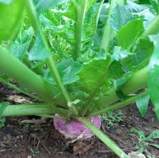 The tender roots are sweet, crisp, and fruity, and the greens can be used in salads, soups, and steamed or sauteed dishes. How To Grow Turnips From Seed Grow Create Save