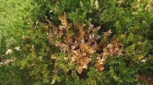 The shrubs were absolutely beautiful when purchased (5 gallon size) and have gone downhill since about day 4. What S Wrong With My Boxwood Youtube
