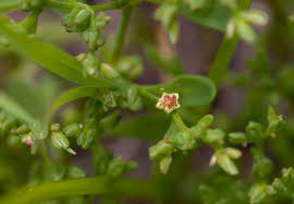 Image result for Polycarpon