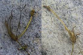 Image result for Potamogeton pusillus