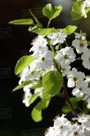 Feel free to contact us! Close Up Of Callery Pear Tree Blossom Stock Photo Dissolve