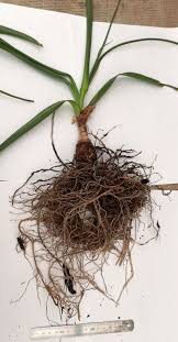 Image result for Crinum paludosum