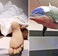 Sex Und Evolution Wenn Der Delfin Das Atemloch Penetriert Welt