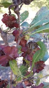 Image result for Terminalia tricristata