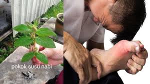 Check spelling or type a new query. Khasiat Pokok Susu Nabi Lniiah Cara Penyediaannya Untuk Pen4war G0ut Dan Str0k3 Mimbar Raudhah
