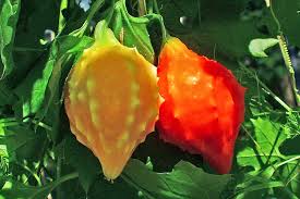 Image result for Momordica balsamina