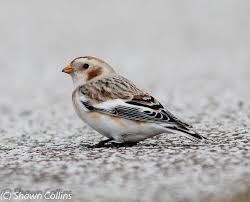 Black And White Birds In Pa Snow Bunting Animal Attack Birds Cute Animals