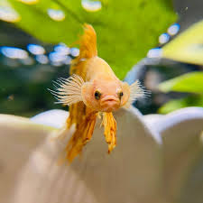 Why You Look At Me Betta Fish Betta Fish Types Betta Aquarium