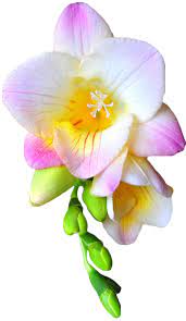 Transparent Flowers Fresia Freesia X Transparent Flowers Freesia Flowers Fresia Flower