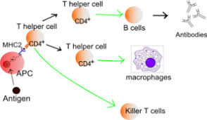 Image result for T-Lymphocyte