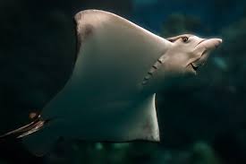 These are the largest rays, often topping 2,000 pounds! Two New Eagle Rays Added To Tropical Reef Aquarium News Aquarium Of The Pacific