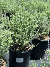 Image result for perovskia atriplicifolia 'little spire'