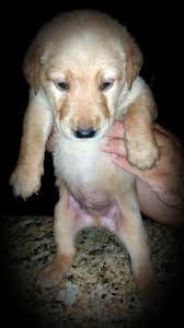 In conformation, field and obedience events Labrador Golden Retriever Puppies For Sale In Tampa Florida Classified Americanlisted Com