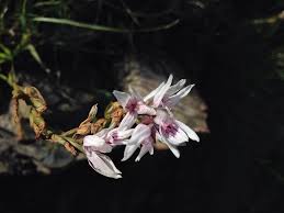 Image result for Schizochilus