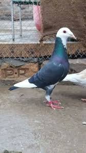Pin By Alperkara36 On Guvercin In 2020 Pigeon Pictures Pigeon Loft Racing Pigeons