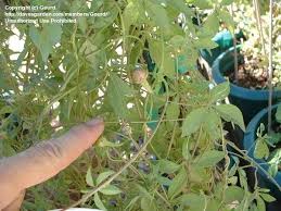 Image result for Ipomoea magnusiana