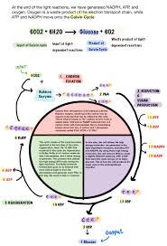 light dependent reactions flow chart diagram of