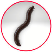 Bed bugs like to feed on humans because our skin isn't protected by thick layers of fur like most animals'. 22 Common Household Pests Bugs Insects