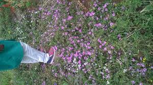 Image result for Dierama cupuliflorum