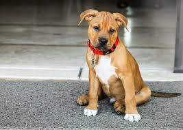 Check spelling or type a new query. Pitbull Boxer Mix The Truth About This Powerful Pooch K9 Web