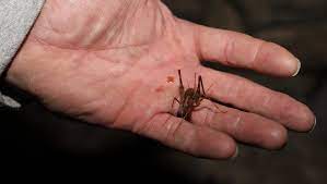 Does permethrin actually kill spiders? Camel Cave Crickets In Your Home How To Get Rid Of Them