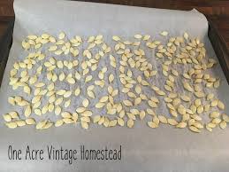 Use ripe zucchini to make zucchini bread. Seed Saving Summer Squash Vintage Mountain Homestead