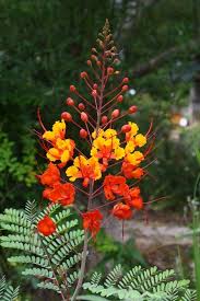 Pride Of Barbados Mexican Red Bird Of Paradise Dwarf Poinciana Peacock Flower Flamboyan De Birds Of Paradise Plant Paradise Plant Birds Of Paradise Flower