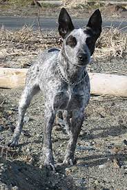 Explore 6 listings for australian stumpy tail cattle dog for sale at best prices. Australian Stumpy Tail Cattle Dogs In Canada Canadogs