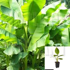 Image result for Musa paradisiaca
