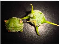 Image result for Macaranga mellifera