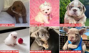 Almost home bulldog rescue is a non profit, charitable 501(c)3 organization in phoenix, adopt english bulldog and french bulldog companions. Dog Charities Are Worried Dog Lovers Might Be Rushing Into Getting Rescue Dogs Because Of Lockdown Daily Mail Online