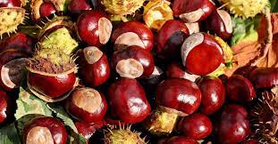 Auf der angrenzenden terrasse bewirten wir weitere 80 gäste. 7 Uberraschende Dinge Die Sie Mit Kastanien Machen Konnen Eat Smarter