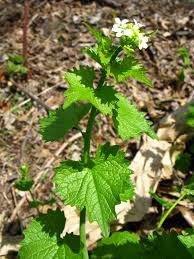 Image result for Lobelia petiolata