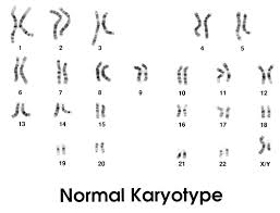 difference between normal and abnormal karyotype compare