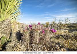 From there, we embarked on the drive to joshua tree. Cactus Flowers Blooming In The Desert Beautiful Cactus Flower Patch Growing Next To A Yucca Tree In Joshua Tree Desert After Canstock