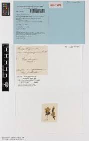 Image result for Periglossum mackenii