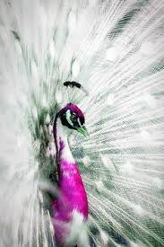 Image result for albino peacock