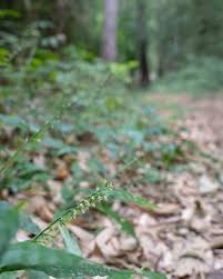 Image result for Oplismenus undulatifolius