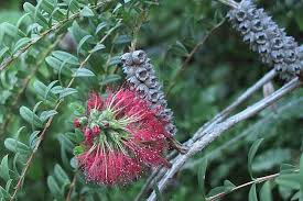 Image result for Melaleuca hypericifolia