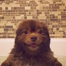 Breeder Abandoned 5 Month Old Pomeranian Because He Was Too Big They Probably Regret It Now Cute Baby Animals Funny Animal Pictures Pomeranian Puppy