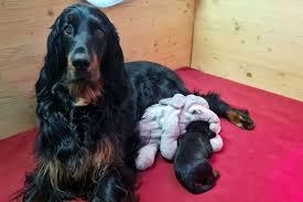 Setters gordon 64 béarn/ossau : Gordon Setter Welpen Nicht Jagdlich Gefuhrt Niedersachsen Region Hannover